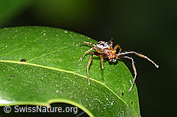 F165837: Xysticus audax (Krabbenspinne)