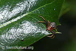 Xysticus audax (Krabbenspinne) (17.05.2020, F165846)