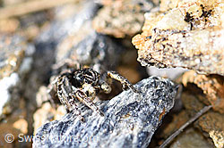 V-Fleck-Springspinne (Aelurillus v-insignitus) (F165901)