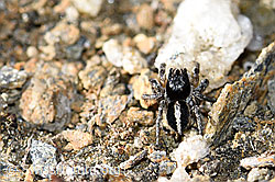V-Fleck-Springspinne (Aelurillus v-insignitus) (F165902)
