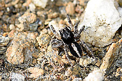 F165903: V-Fleck-Springspinne (Aelurillus v-insignitus)