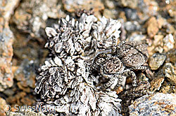 V-Fleck-Springspinne (Aelurillus v-insignitus) (21.05.2020, F165912)