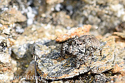V-Fleck-Springspinne (Aelurillus v-insignitus) (F165919)