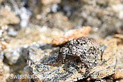 V-Fleck-Springspinne (Aelurillus v-insignitus) (21.05.2020, F165920)