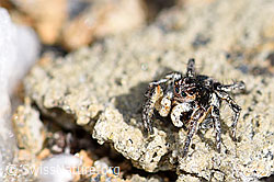 V-Fleck-Springspinne (Aelurillus v-insignitus) (21.05.2020, F165930)