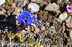 Schleichers Enzian (Gentiana schleicheri) (21.05.2020, F165946)