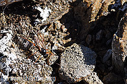 Schlupfwespe (Ichneumon stramentarius) (21.05.2020, F165948)