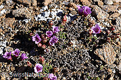 Gegenblättriger Steinbrech (Saxifraga oppositifolia) (21.05.2020, F165951)