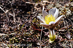 F166009: Frühlings-Anemonen (Pulsatilla vernalis)