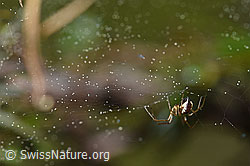 F166050: Spinne im Netz