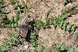 Kleiner Würfel-Dickkopffalter (Pyrgus malvae) (21.05.2020, F166081)