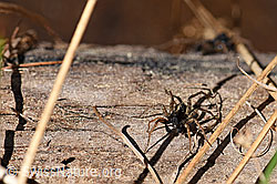F166082: Spinne auf Holzstück
