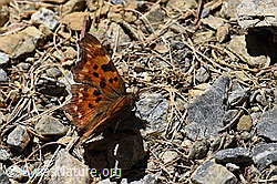 C-Falter (Polygonia c-album) (F166094)