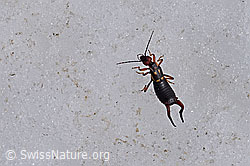 F166170: Zweipunkt-Ohrwurm (Anechura bipunctata)