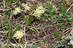 F166174: Frühlings-Segge (Carex caryophyllea)