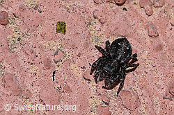 Sitticus pubescens, Weibchen (F166237)