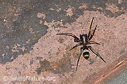 Micaria fulgens (Plattbauchspinne) (F166262)