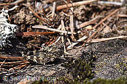Blauflügelige Ödlandschrecke (Oedipoda caerulescens) (F166277)