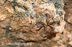 Krabbenspinne (F166304)