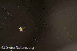 Sehr kleine Spinne im Netz (24.05.2020, F166330)