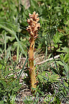 Würger Orobanche elatior (24.05.2020, F166332)