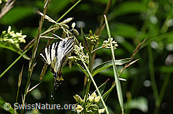 Segelfalter (Iphiclides podalirius) auf Schwalbenwurz (Vincetoxicum hirundinaria) (F166348)