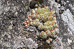 Spinnweb-Hauswurz (Sempervivum arachnoideum) (24.05.2020, F166355)
