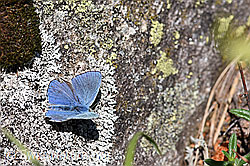 F166363: Hauhechelbläuling (Polyommatus icarus) auf Flechte