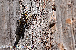Gemeine Mordfliege (Choerades marginata) (24.05.2020, F166369)