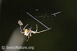 Spinne (F166371)