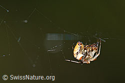 Spinne (F166375)