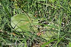 F166386: Grosses Zweiblatt (Listera ovata)