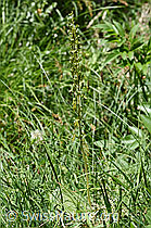 F166388: Grosses Zweiblatt (Listera ovata)