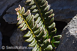 F166626: Lanzenfarn (Polystichum lonchitis)