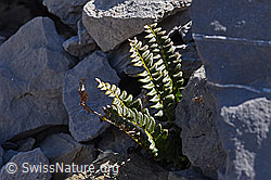 F166627: Lanzenfarm (Polystichum lonchitis)