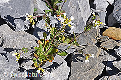 F166637: Alpen-Gänsekresse (Arabis alpina)