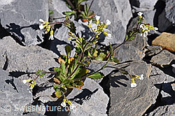 F166638: Alpen-Gänsekresse (Arabis alpina)