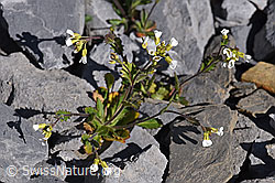 F166639: Alpen-Gänsekresse (Arabis alpina)