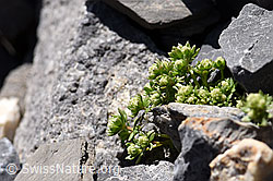 Schweizer Labkraut (Galium megalospermum) (F166650)
