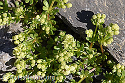 Schweizer Labkraut (Galium megalospermum) (F166652)