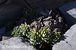 Trauben-Steinbrech (Saxifraga paniculata) (F166653)