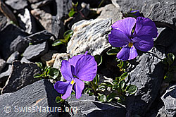 Mont Cenis-Stiefmütterchen (Viola cenisa) (F166677)
