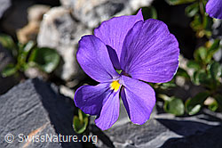 Mont Cenis-Stiefmütterchen (Viola cenisia) (F166680)