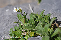 F166688: Alpen-Gänsekresse (Arabis alpina)