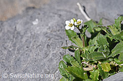 F166690: Alpen-Gänsekresse (Arabis alpina)