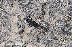 Bleigraue Wegwespe (Pompilus cinereus) (29.05.2020, F166708)