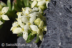 Schweizer Labkraut (Galium megalospermum) (F166715)
