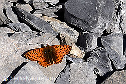 Hochalpen-Perlmuttfalter (Boloria pales) (F166723)