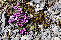 Gegenblättriger Steinbrech (Saxifraga oppositifolia) (29.05.2020, F166734)