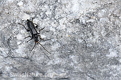 F166750: Schwarzer Sumpf-Weichkäfer (Cantharis paludosa)